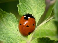 Coccinella septempunctata