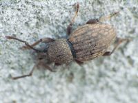 Otiorhynchus raucus
