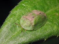Cassida (Cassida) rubiginosa