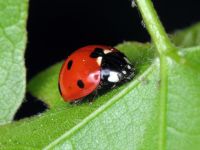 Coccinella septempunctata