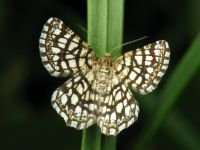 Chiasmia clathrata