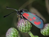 Zygaena loti