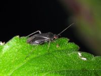 Plagiognathus arbustorum