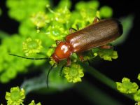 Rhagonycha fulva