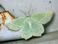 Thalera fimbrialis
