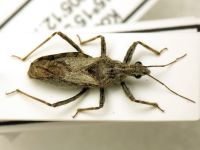 Coranus