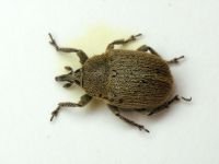 Rhinusa neta