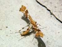 Cnaemidophorus rhododactyla