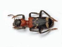 Thanasimus formicarius