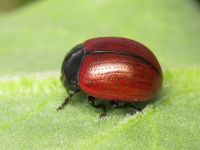 Chrysolina reitteri