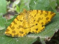 Pseudopanthera macularia