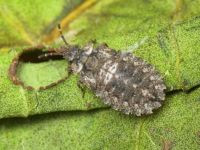 Aradus betulae