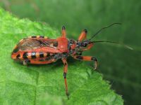 Rhynocoris iracundus