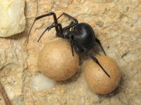 Latrodectus tredecimguttatus