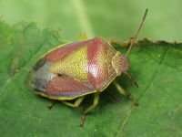 Piezodorus lituratus
