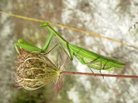 Mantis religiosa