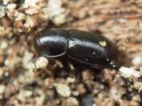 Orthocis perrisi