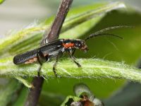 Cantharis obscura