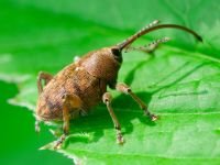 Curculio (Curculio) glandium