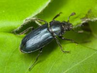 Platycerus caraboides