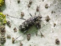 Xylotrechus rusticus