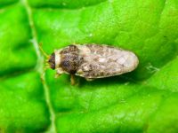 Piesma maculatum