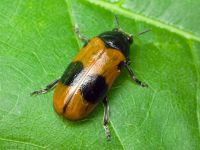 Clytra laeviuscula