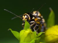 Cryptocephalus (Cryptocephalus) moraei