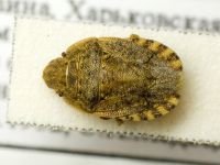 Sciocoris macrocephalus