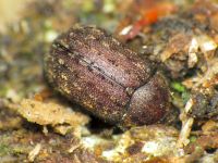 Aesalus ulanowsky