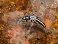 Plecoptera