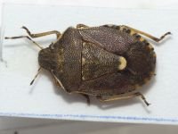 Holcostethus sphacelatus