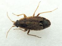 Ischnopeza pallipes
