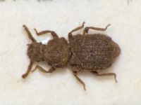 Nosodomodes tauricus