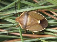 Chlorochroa pinicola