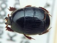 Atholus duodecimstriatus