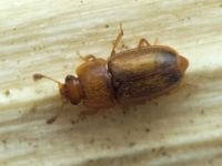 Epuraea