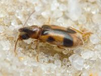Notoxus monoceros
