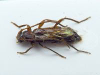 Cerambycidae