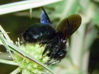 Xylocopa