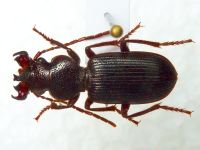 Odotoncarus calydonius oriens