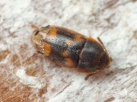 Litargus connexus