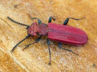 Cucujus cinnaberinus
