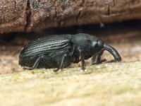 Magdalis (Odontomagdalis) armigera