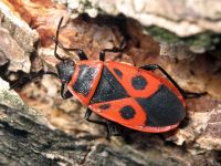 Pyrrhocoris apterus