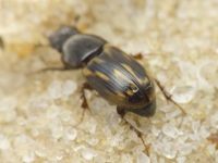 Aphodius
