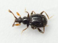 Bryaxis bulbifer