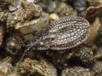Campylosteira verna