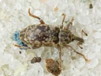 Dorytomus rubrirostris