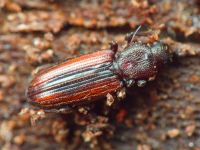 Bothrideres bipunctatus